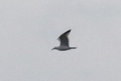 Larus argentatus smithsonianus