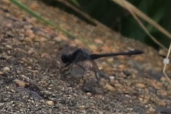 Erythrodiplax berenice