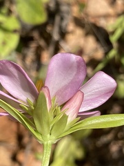 Sabatia capitata