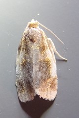 Clepsis melaleucanus