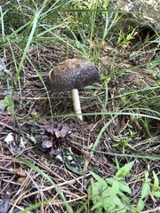 Coprinus calyptratus