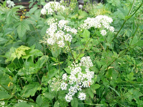 krkoška voňavá (Chaerophyllum aromaticum)