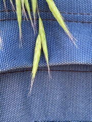 Bromus commutatus