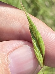 Bromus commutatus