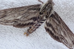 Sphinx canadensis