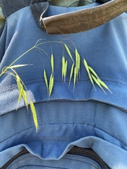 Bromus commutatus