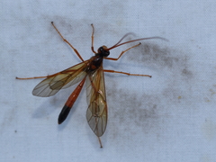 Ctenopelmatinae