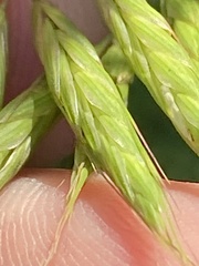 Bromus commutatus