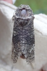 Acossus centerensis