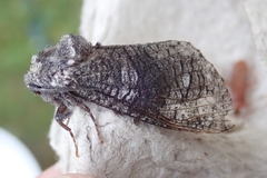 Acossus centerensis