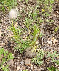 Pulsatilla dahurica