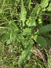 Cirsium arvense
