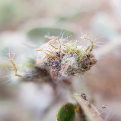 Senna crotalarioides