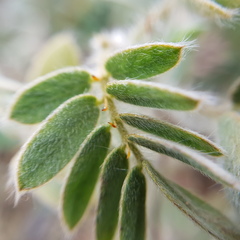 Senna crotalarioides