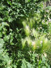 Hordeum jubatum