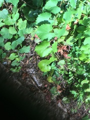 Vitis rotundifolia