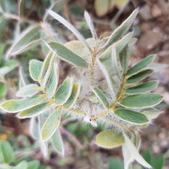 Senna crotalarioides