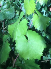 Vitis rotundifolia