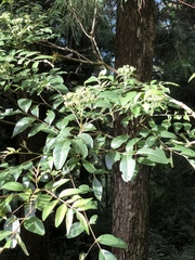 Tetradium ruticarpum