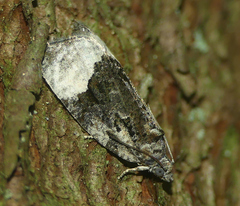 Apotomis funerea
