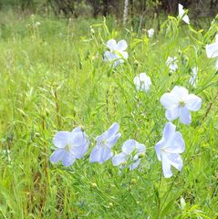 Linum amurense