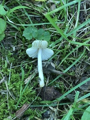 Pseudosperma friabile