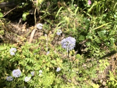 Gilia capitata capitata