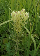 Castilleja pallida