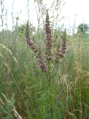 Leonurus glaucescens