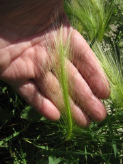Hordeum jubatum