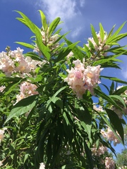 × chitalpa tashkentensis