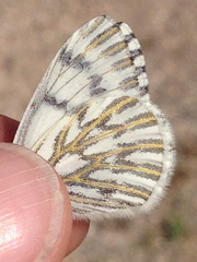 Pontia sisymbrii