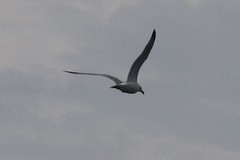 Larus argentatus smithsonianus