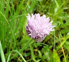 Allium maximowiczii