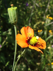 Papaver heterophyllum
