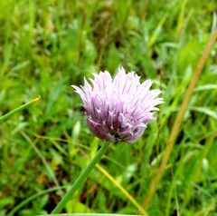 Allium maximowiczii