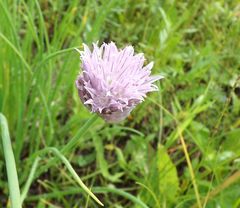 Allium maximowiczii