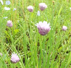 Allium maximowiczii
