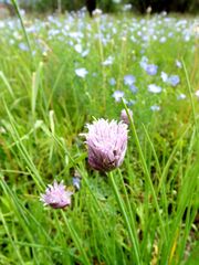 Allium maximowiczii