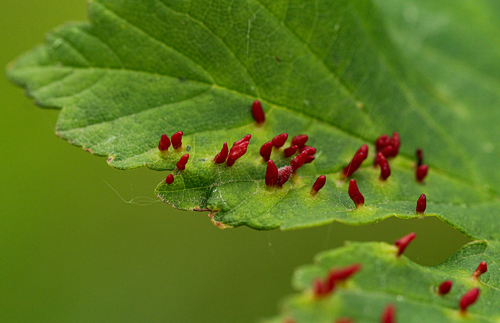 Maple gall mite