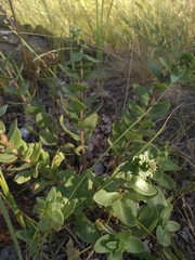 Hylotelephium telephium