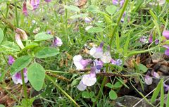 Lathyrus palustris pilosus
