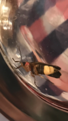Photinus pyralis