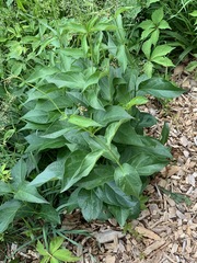 Vincetoxicum rossicum