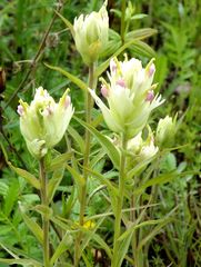 Castilleja pallida