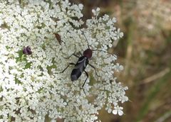 Chlorophorus ruficornis