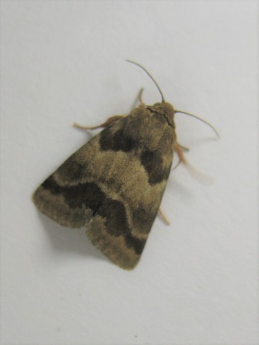 Erigeron Flower Moth photo 4