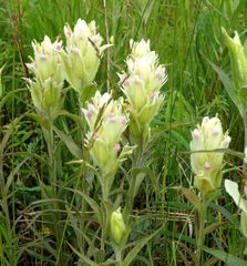 Castilleja pallida