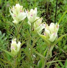 Castilleja pallida