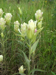 Castilleja pallida